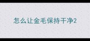 怎么让金毛保持干净
