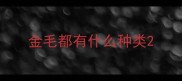 金毛都有什么种类