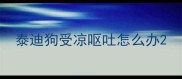 泰迪狗受凉呕吐怎么办