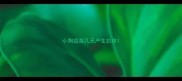 小狗疫苗几天产生抗体