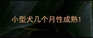 小型犬几个月性成熟