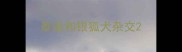 泰迪和银狐犬杂交