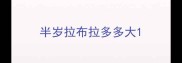 半岁拉布拉多多大