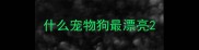什么宠物狗最漂亮
