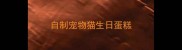自制宠物猫生日蛋糕