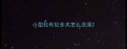 小型拉布拉多犬怎么洗澡