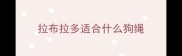 拉布拉多适合什么狗绳