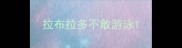拉布拉多不敢游泳