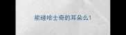 能碰哈士奇的耳朵么
