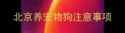 北京养宠物狗注意事项