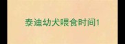 泰迪幼犬喂食时间