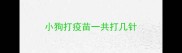 小狗打疫苗一共打几针