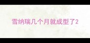 雪纳瑞几个月就成型了