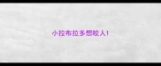 小拉布拉多想咬人