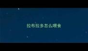 拉布拉多怎么喂食