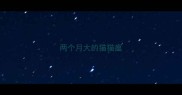 两个月大的猫猫瘟