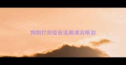 狗狗打完疫苗流鼻涕流眼泪