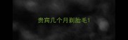 贵宾几个月剃胎毛