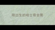 刚出生的哈士奇全黑