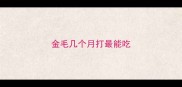 金毛几个月打最能吃