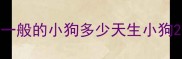 一般的小狗多少天生小狗
