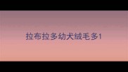 拉布拉多幼犬绒毛多
