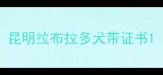 昆明拉布拉多犬带证书