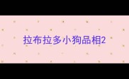 拉布拉多小狗品相