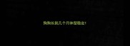狗狗长到几个月体型稳定