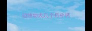 边牧幼犬几个月补钙