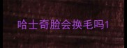 哈士奇脸会换毛吗