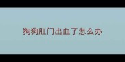 狗狗肛门出血了怎么办