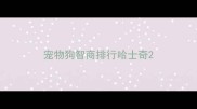 宠物狗智商排行哈士奇