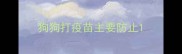 狗狗打疫苗主要防止