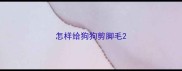 怎样给狗狗剪脚毛