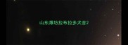 山东潍坊拉布拉多犬舍