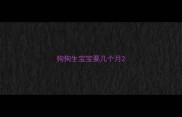狗狗生宝宝要几个月