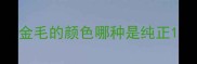 金毛的颜色哪种是纯正