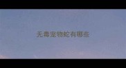 无毒宠物蛇有哪些