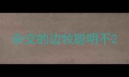 杂交的边牧聪明不