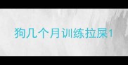 狗几个月训练拉屎