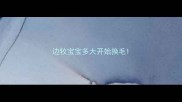 边牧宝宝多大开始换毛