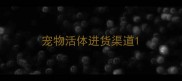 宠物活体进货渠道