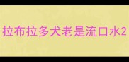 拉布拉多犬老是流口水