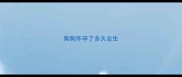 狗狗怀孕了多久会生