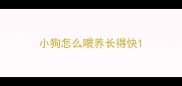 小狗怎么喂养长得快