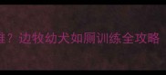 2个月大边牧定点困难边牧幼犬如厕训练全攻略附20天成功案例