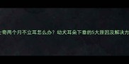 哈士奇两个月不立耳怎么办幼犬耳朵下垂的5大原因及解决方法