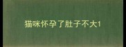 猫咪怀孕了肚子不大