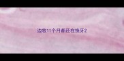 边牧11个月都还在换牙